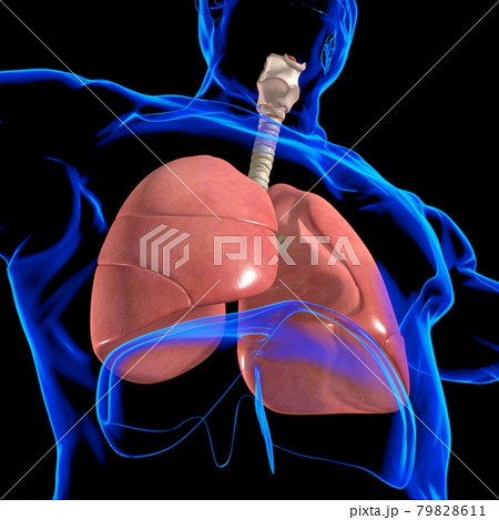 Lungs Human Respiratory System Anatomy For Medical Concept 3D Rendering 79828611