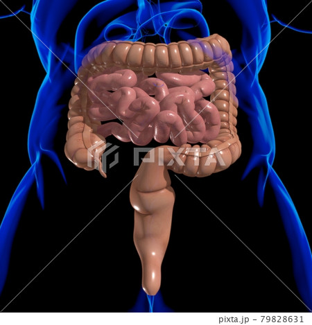 Small and Large Intestine 3D Illustration Human Digestive System Anatomy Small and Large Intestine 3D Illustration Human Digestive System Anatomy 79828631