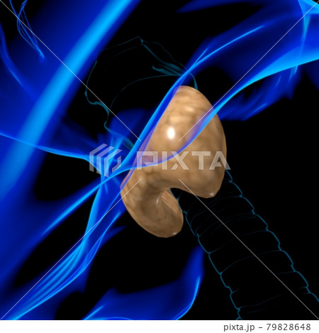 Thyroid Gland Anatomy For Medical Concept 3D 79828648