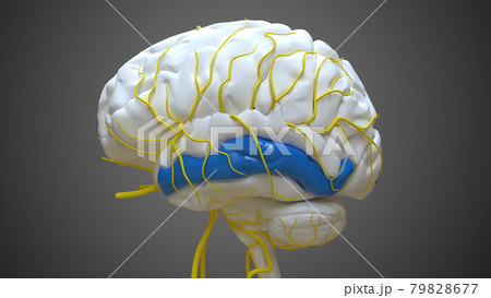 Brain Middle Temporal Gyrus Anatomy For Medical のイラスト素材