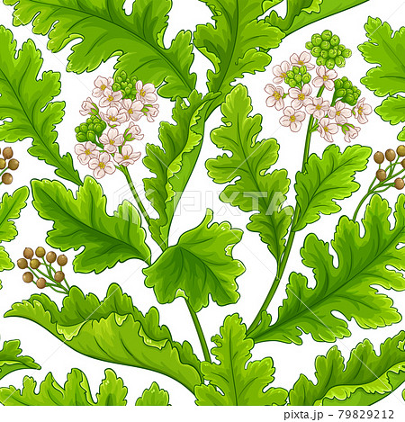 crambe plant pattern on white background crambe plant pattern on white background 79829212