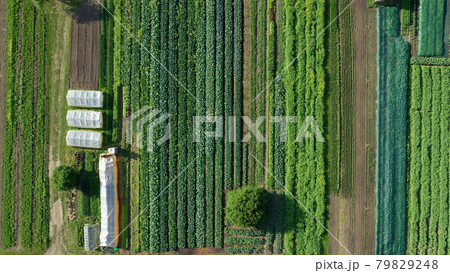 Farm garden bio farmer field farming vegetable agricultural plantation fruit tree dron aerial video shot leaf curly cabbage kale winter plant leaves organic plantation harvest vegetables, greenhouse Farm garden bio farmer field farming vegetable agricultural plantation fruit tree dron aerial video shot leaf curly cabbage kale winter plant leaves organic plantation harvest vegetables, greenhouse 79829248