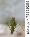こっちを見ているカマキリ　 79829299