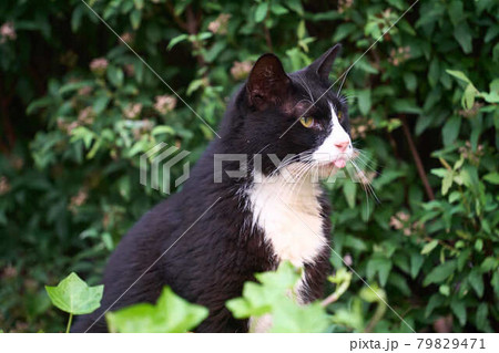 自然の中にいる白黒の猫 79829471
