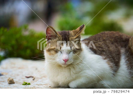 岩の上で寝ている野良猫 岩の上で寝ている野良猫 79829474