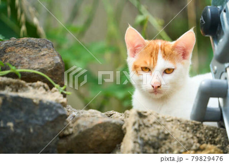 岩の間から顔を覗かせる黄色い子猫 岩の間から顔を覗かせる黄色い子猫 79829476