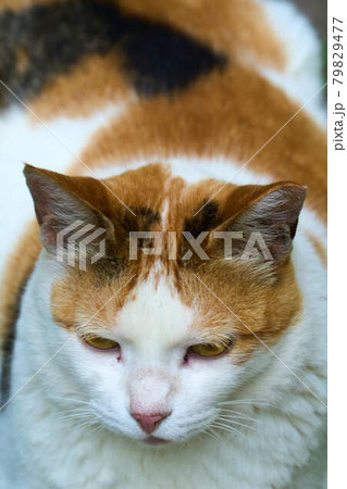 三毛猫の全身 三毛猫の全身 79829477