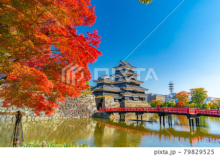 紅葉と松本城　【長野県】 79829525