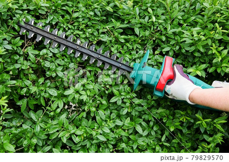 Trimming garden hedge with electrical hedge trimmer 79829570