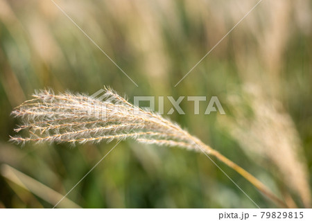 ススキ アップ ススキ アップ 79829815