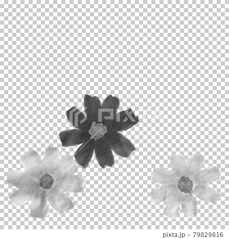 花圖（宇宙） 79829816