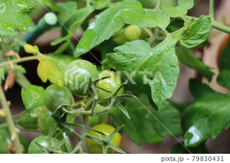雨上がりの熟す前の緑のミニトマト 雨上がりの熟す前の緑のミニトマト 79830431