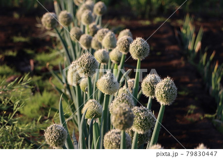 日差しを受ける玉ねぎの花の写真素材