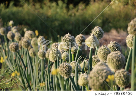 日差しを受ける玉ねぎの花の写真素材