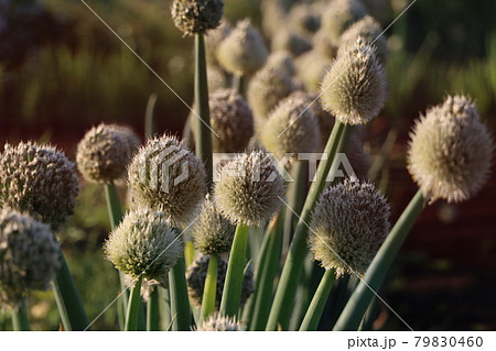 日差しを受ける玉ねぎの花の写真素材