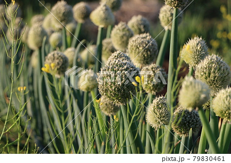 日差しを受ける玉ねぎの花の写真素材