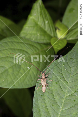 ヤハズカミキリ ヤハズカミキリ 79830689