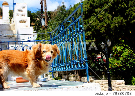 かわいい番犬、パロス島 かわいい番犬、パロス島 79830708