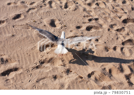 Bird flying over the sand of the beach. Top view. Bird flying over the sand of the beach. Top view. 79830751