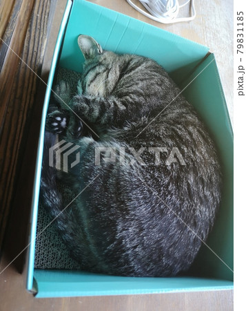 ネコの惰眠 79831185