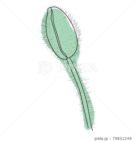 Poppy flower, bud, sketch and imitation watercolor Poppy flower, bud, sketch and imitation watercolor 79831249