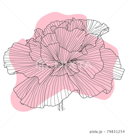 Poppy flower, bud, sketch and imitation watercolor Poppy flower, bud, sketch and imitation watercolor 79831254