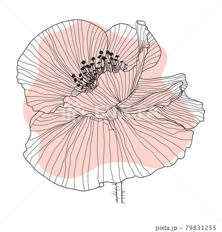Poppy flower, bud, sketch and imitation watercolor Poppy flower, bud, sketch and imitation watercolor 79831255