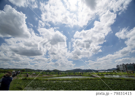 風景 花 マスク 79831415