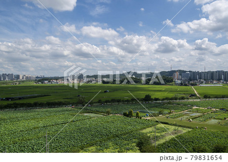 自然 花びら 植物 79831654