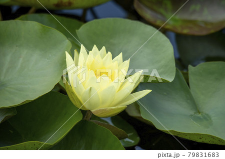 花 グァンゴクジ 修練 79831683