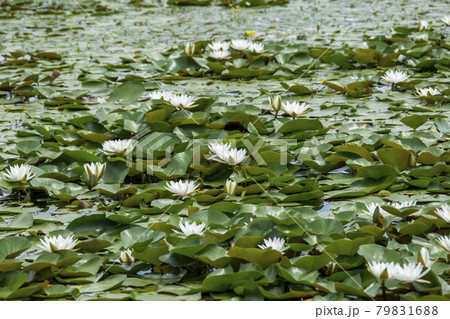 花 グァンゴクジ 修練 79831688