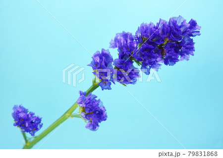 青紫のスターチス 青紫のスターチス 79831868