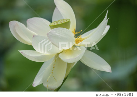 自然 花びら 植物 79831981
