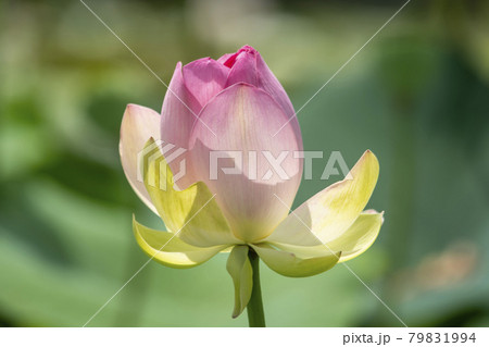 植物 花 蓮 79831994