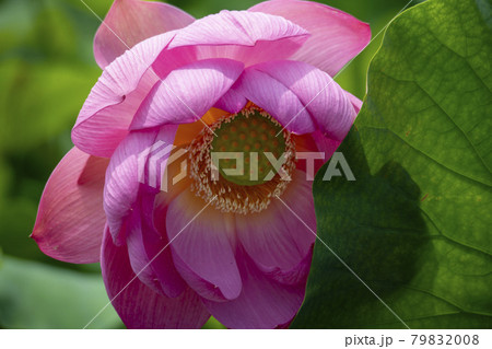 花 グァンゴクジ 蓮 79832008
