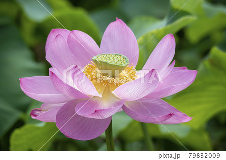 自然 花びら 植物 79832009
