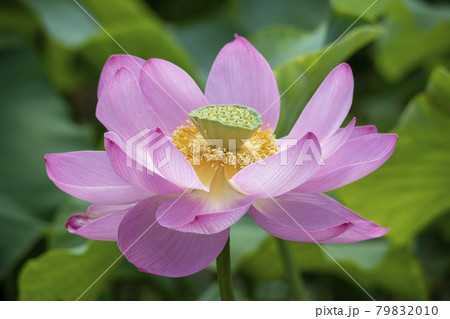 自然 花びら 植物 79832010