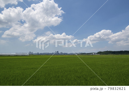 自然 風景 韓国 79832621