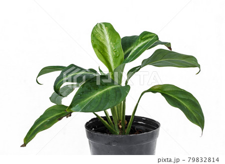 Flower pots on white background Flower pots on white background 79832814
