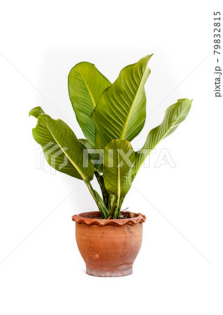 Flower pots on white background 79832815