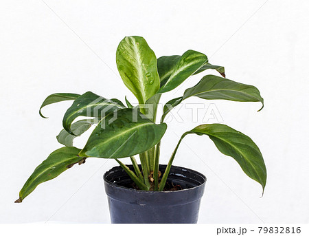 Flower pots on white background 79832816