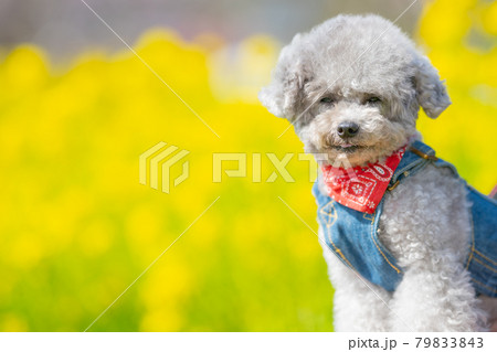 元気なティーカッププードルの女の子 79833843