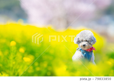 元気なティーカッププードルの女の子 元気なティーカッププードルの女の子 79833850