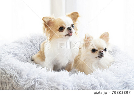 ベッドに入った2匹のチワワ 79833897