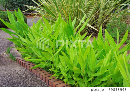 ジンジャーリリーの葉 79833943