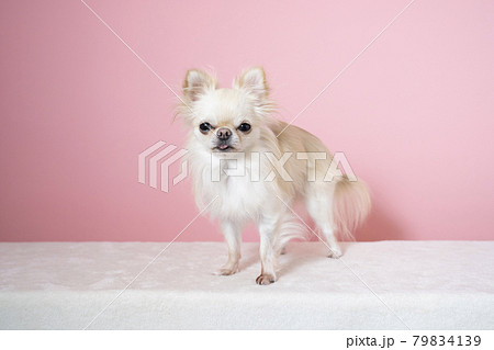 カメラ目線のチワワの羽（ピンクバック） 79834139