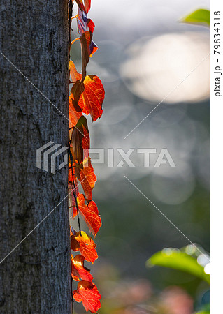 色鮮やかに野山を飾る公園の紅葉 79834318
