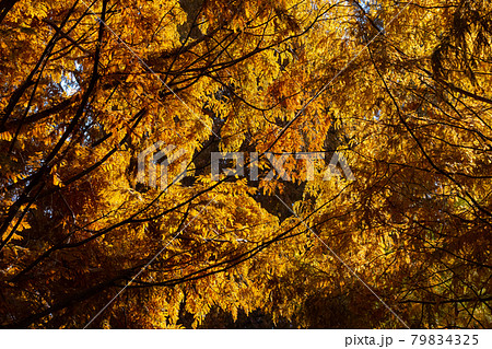 色鮮やかに野山を飾る公園の紅葉 79834325