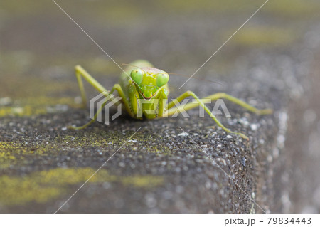 逆三角形の顔をしたハンター　カマキリ 79834443