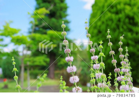 ペニーロイヤルミント 79834785